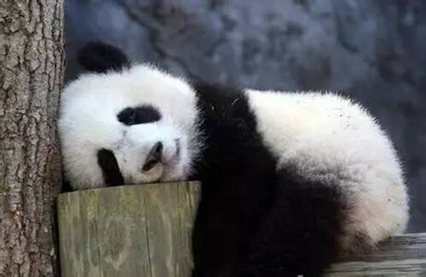 海底撈跨界跨到動(dòng)物界了嗎？愛心認(rèn)養(yǎng)大熊貓